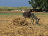 Donkey and Cat, Kastelli, Chania District, Crete, Greek Islands, Greece, Europe Photographie par O'callaghan Jane