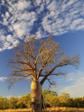 Boab Tree, Kimberley, Western Australia, Australia, Pacific Photographie par Schlenker Jochen