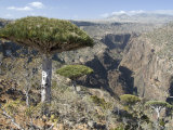 Dearhur Canyon, Descending from Hagghir Mountains, Diksam Plateau, Central Socotra Island, Yemen Photographic Print by Waltham Tony