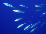 Double Lined Mackerel, Red Sea, Egypt, North Africa, Africa Photographic Print by Murray Louise