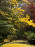 Ginkgo Tree Dropping Autumn Leaves, Alfred Nicholas Gardens, Dandenong Ranges, Victoria, Australia Photographic Print by Schlenker Jochen