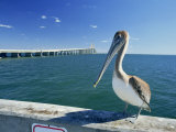 Brown Pelican in Front of the Sunshine Skyway Bridge at Tampa Bay, Florida, USA Photographic Print by Tomlinson Ruth