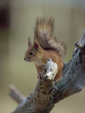 Red Squirrel, Finland, Scandinavia, Europe Photographic Print by Murray Louise