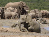 African Elephant Loxodonta Africana) Mudbathing, Addo Elephant National Park, South Africa, Africa Photographic Print by Toon Ann & Steve