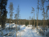Forests of Pinega National Park in Winter, Arkhangelsk, Russia, Europe Photographic Print by Waltham Tony