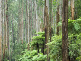 Rainforest, Yarra Ranges National Park, Victoria, Australia, Pacific Photographic Print by Schlenker Jochen