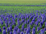 Field of Blue Hyacinths at Lisse in the Netherlands, Europe Photographic Print by Murray Louise