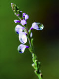 Wild Flower, Dali, Yunnan, China Photographic Print by Porteous Rod