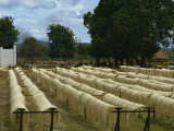 Sisal Rope Factory, Taveta, Kenya, East Africa, Africa Impressão fotográfica por Theakston Victoria