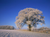 Frosted Tree in Rural Winter Scene, Leicestershire, England, United Kingdom, Europe Photographic Print Frosted Tree in Rural Winter Scene, Leicestershire, England, United Kingdom, Europe Photographic Print