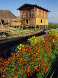 House on Stilts, with Marigolds, Inle Lake, Myanmar Photographie par Strachan James