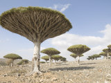 Dragon's Blood Tree, Endemic to Island, Diksam Plateau, Central Socotra Island, Yemen Photographic Print by Waltham Tony