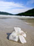 Hibiscus Flower on Beach, Perhentian Islands, Malaysia, Southeast Asia Photographic Print by Porteous Rod