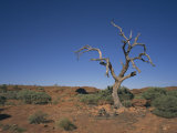 Kings Canyon, Watarrka National Park, Northern Territory, Australia Photographic Print by Wilson Ken