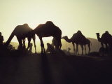 Camel Fair, Pushkar, Rajasthan State, India Photographic Print by Wilson John Henry Claude