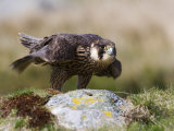 Immature Peregrine Falcon, Captive, United Kingdom, Europe Photographie par Toon Ann & Steve