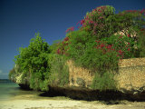 Bougainvillea Along Wall Next to Sea, Malindi, Kenya, East Africa, Africa Photographic Print by Strachan James