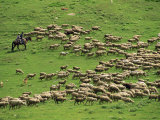 Shepherd on Horseback with Flock of Sheep, Post Dzhety-Oguz Near Kara-Kol, Kyrgyzstan, Central Asia Photographic Print by Strachan James