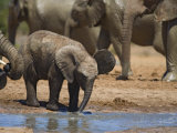 African Elephant Calf by Water, Addo Elephant National Park, South Africa Photographie par Toon Ann & Steve