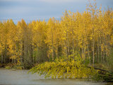 Lakeside Birch Trees in Autumn, Ogilvie Mountains, Yukon, Canada, North America Photographic Print by Waltham Tony