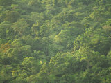 Rainforest Canopy of the Cockscomb Basin Sanctuary, Belize, Central America Photographie par Strachan James