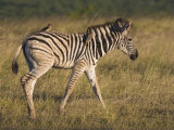 Burchell's Zebra Foal and Redbilled Oxpeckers, Hluhluwe Umfolozi Park, Kwazulu Natal, South Africa Photographie par Toon Ann & Steve