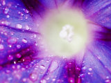 Ipomoea Flower and Water Droplets, Dali, Yunnan, China Fotografie-Druck von Porteous Rod