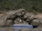 African Elephant Loxodonta Africana) in Water, Addo Elephant National Park, South Africa, Africa Photographic Print by Toon Ann & Steve
