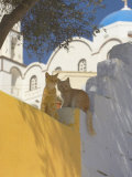 Cats in Akrotiri, Santorini, Cyclades, Greek Islands, Greece, Europe Photographie par Papadopoulos Sakis