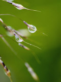 Water Droplets on Grass, Dali, Yunnan, China Photographic Print by Porteous Rod