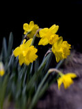 Daffodil in Bloom, New York, New York, USA Photographic Print by Paul Sutton