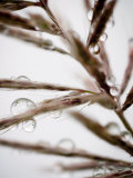 Water Droplets on Grass, Dali, Yunnan, China Photographic Print by Porteous Rod
