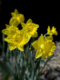 Daffodil in Bloom, New York, New York, USA Photographic Print by Paul Sutton