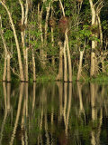 Reflections of Bullet Trees in the Water of New River at Orange Walk in Belize, Central America Photographic Print by Strachan James