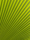 Palm Leaf, Botanical Gardens, Georgetown, Penang, Malaysia, Southeast Asia Photographic Print by Porteous Rod