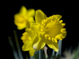 Daffodil in Bloom, New York, New York, USA Photographic Print by Paul Sutton
