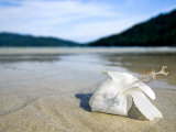 Hibiscus Flower on Beach, Perhentian Islands, Malaysia, Southeast Asia Fotografie-Druck von Porteous Rod