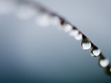 Water Droplets on Grass, Dali, Yunnan, China Photographic Print by Porteous Rod