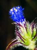 Wild Flower, Dali, Yunnan, China Fotografie-Druck von Porteous Rod