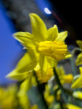 Daffodil in Bloom, New York, New York, USA Photographic Print by Paul Sutton
