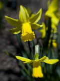 Daffodil in Bloom, New York, New York, USA Photographic Print by Paul Sutton