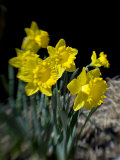 Daffodil in Bloom, New York, New York, USA Photographic Print by Paul Sutton