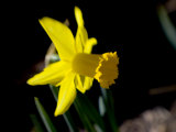 Daffodil in Bloom, New York, New York, USA Photographic Print by Paul Sutton