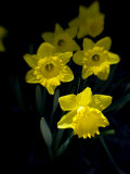 Daffodil in Bloom, New York, New York, USA Lámina fotográfica por Paul Sutton Daffodil in Bloom, New York, New York, USA Lámina fotográfica por Paul Sutton