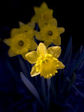 Daffodil in Bloom, New York, New York, USA Photographic Print by Paul Sutton