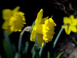 Daffodil in Bloom, New York, New York, USA Photographic Print by Paul Sutton
