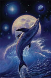 Dolphin - Balance of Life Prints