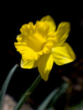 Daffodil in Bloom, New York, New York, USA Photographic Print by Paul Sutton