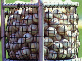 Baseballs Photographic Print