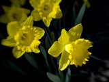 Daffodil in Bloom, New York, New York, USA Photographic Print by Paul Sutton